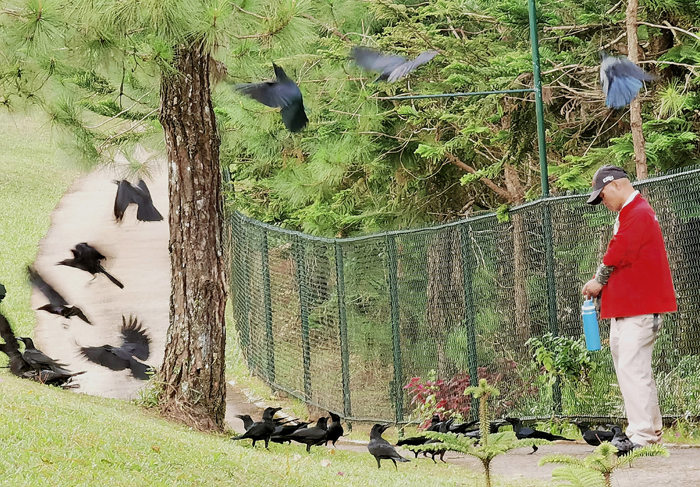 CROWS