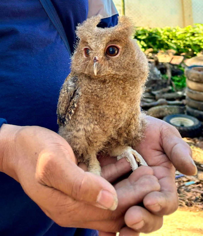 young-owl