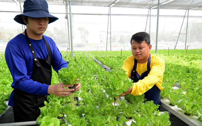urban-hydroponics-farming-photo